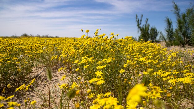 Beautiful yellow flower in the uzbekistan