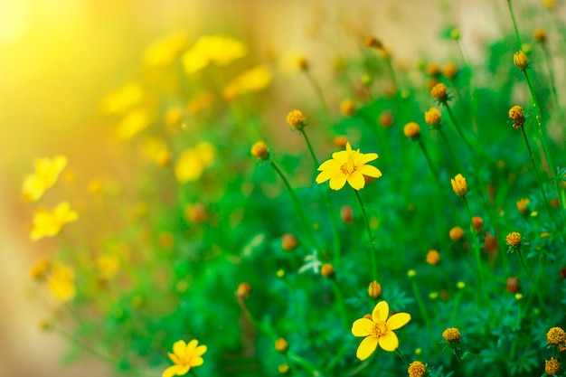 緑の葉を持つ美しい黄色の花