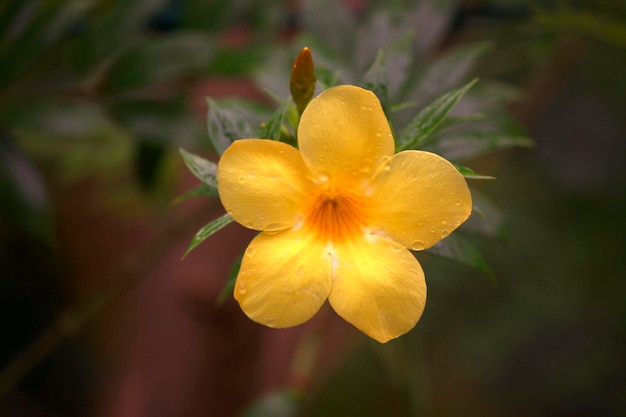 Photo beautiful yellow flower