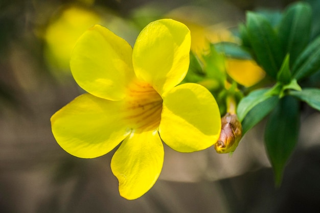 美しい黄色の花のマクロ