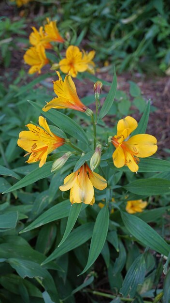 Beautiful yellow flowers of alstroemeria ligtu also known as saint martins lily astromelias flowers