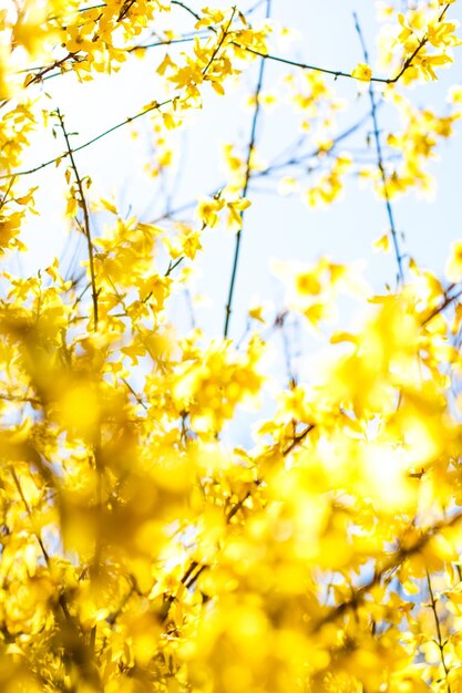 Photo beautiful yellow flowers and blue sky as background