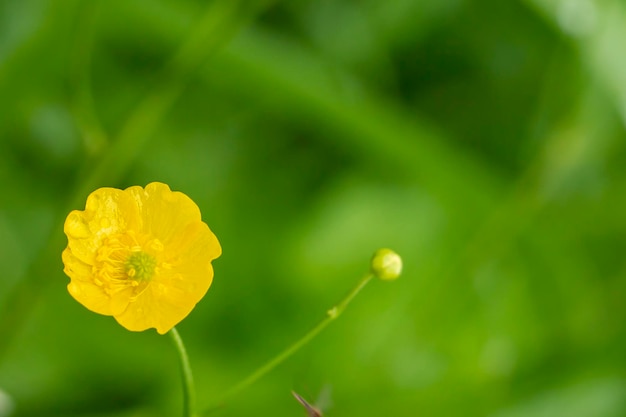 Bellissimi fiori gialli di ranuncolo ranunculus acris con goccioline d'acqua dopo la pioggia