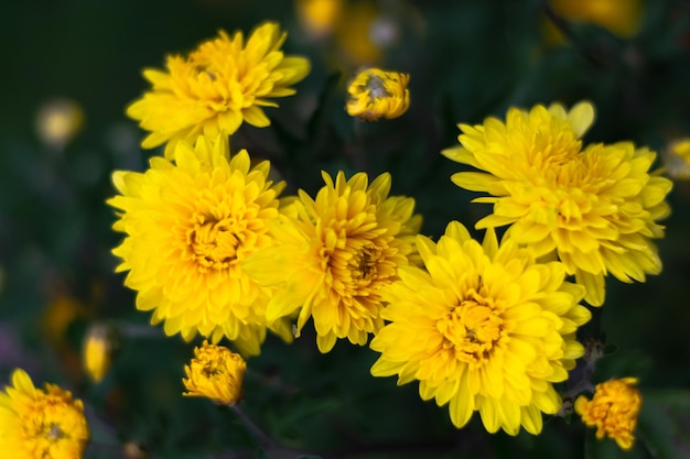 Bellissimi fiori gialli di crisantemi.