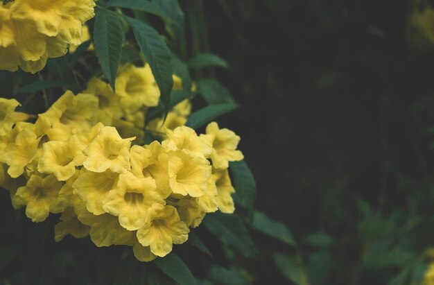 Beautiful yellow flowers and dark background