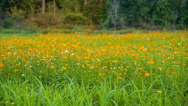 写真 美しい黄色の花畑の庭の自然な背景春の開花晴れた空フォーカスのない夏にカラフルな風景の緑の自然が咲く