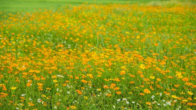 写真 美しい黄色の花畑の庭の自然な背景春の開花晴れた空フォーカスのない夏にカラフルな風景の緑の自然が咲く