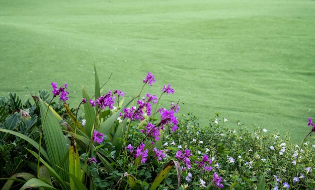 Foto bellissimi fiori gialli campo giardino sfondo naturale fioritura primaverile cielo sereno paesaggio verde natura fiorente colorato per l'estate fuori fuoco