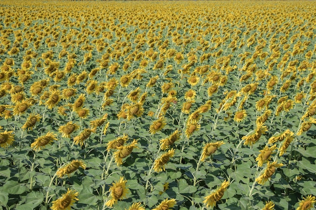 A beautiful yellow flowers in fields.