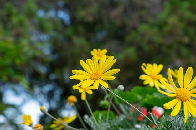 Beautiful yellow flowers in the garden