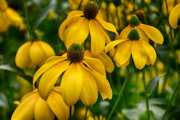 庭の美しい黄色い花