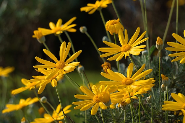 beautiful yellow flowers in the garden