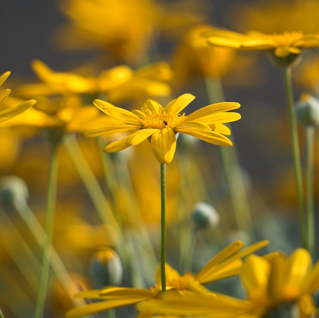 Фото Красивые желтые цветы в саду