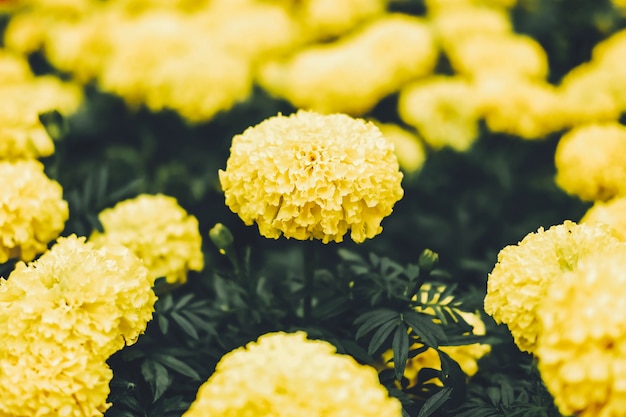 Bei fiori gialli del fiore del tagete (tagetes) in giardino.