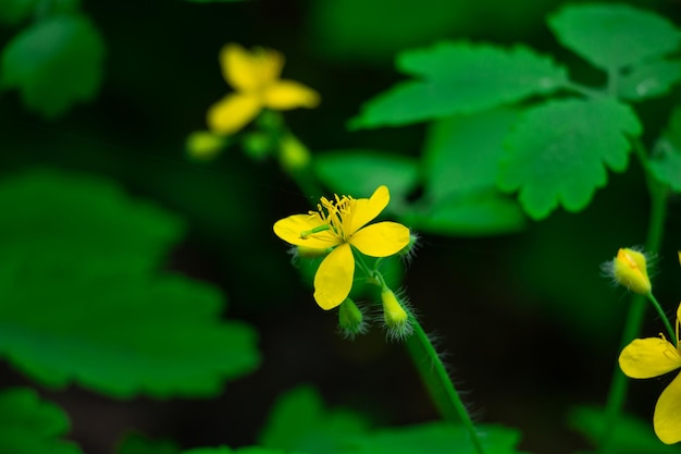 Beautiful yellow flowers in the meadow floral background of delicate flowers