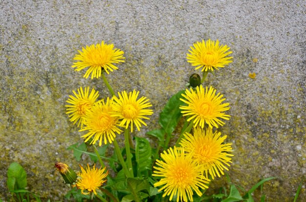 写真 ヴィンテージセメントの背景に美しい黄色の花。