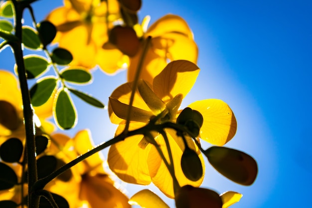 Photo beautiful yellow flowers photograph taken against sunlight with details of the texture of the flower39s petal