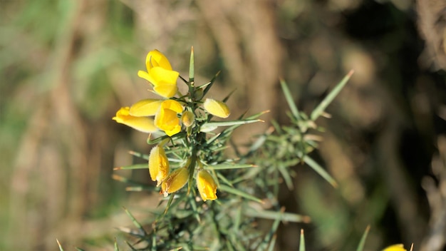 Beautiful yellow flowers of Ulex europaeus also known as Common Gorse