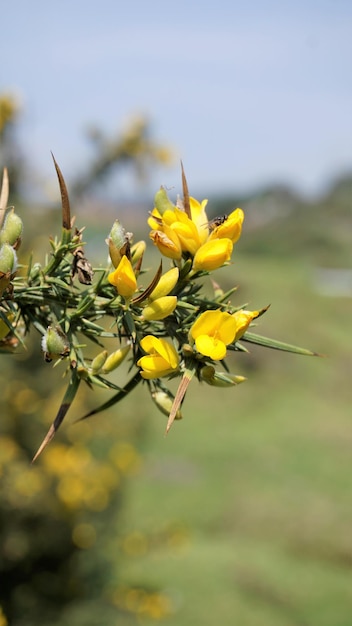 Beautiful yellow flowers of Ulex europaeus also known as Common Gorse