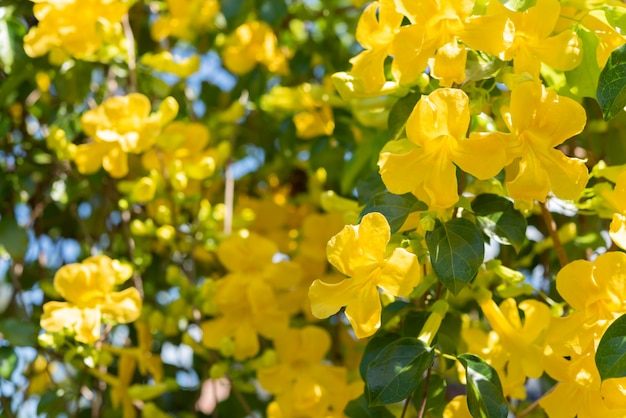 Beautiful yellow flowers with green leaves 