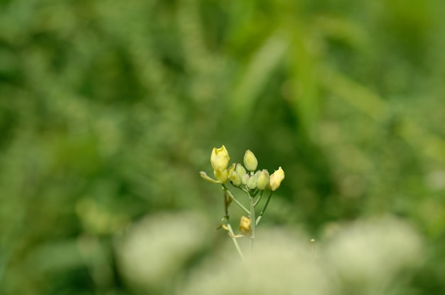 Photo beautiful yellow flowers