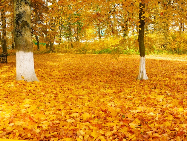 Beautiful yellow foliage in the park