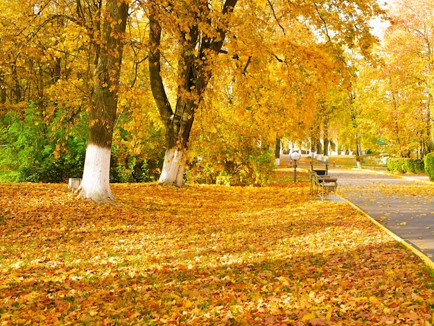 Beautiful yellow foliage in the park