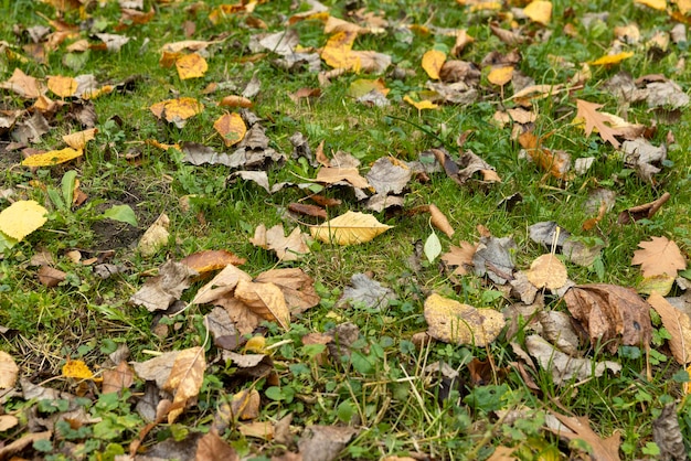 Beautiful yellow foliage of trees on green grass