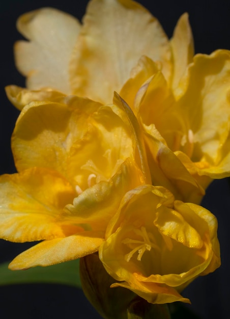 Beautiful yellow freesia flowers closeup