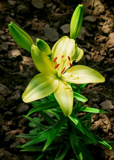 beautiful yellow garden lily grows in the garden