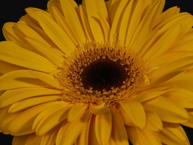 Beautiful yellow gerbera daisy flower