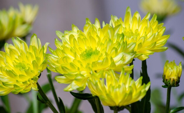 Beautiful yellow gerbera flowers