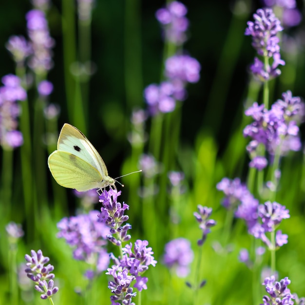 Beautiful yellow Gonepteryx rhamni or common brimstone butterfly on a purple lavender flower