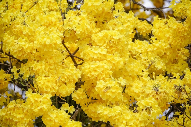 브라질 겨울의 아름다운 노란색 ipe 나무