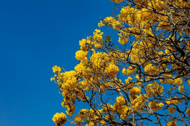 Beautiful yellow ipe typically from the interior of Brazil