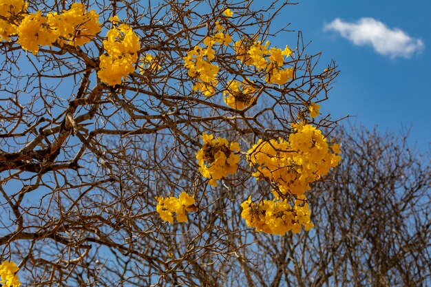 Beautiful yellow ipe typically from the interior of Brazil