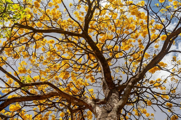 Beautiful yellow ipe typically from the interior of Brazil