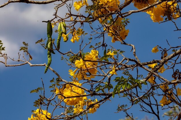 Beautiful yellow ipe typically from the interior of Brazil