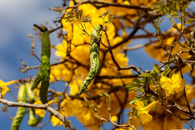 Beautiful yellow ipe typically from the interior of Brazil