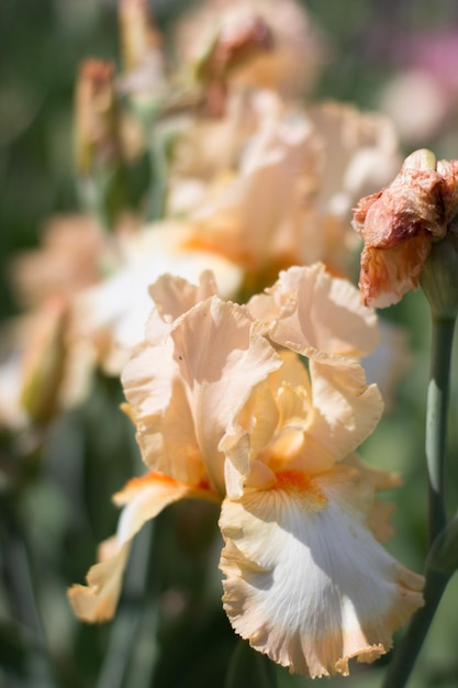 Photo beautiful yellow iris flower growing in the garden