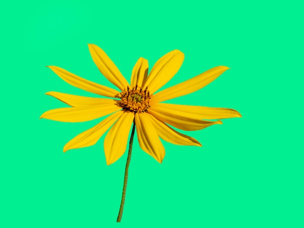 Beautiful yellow Jerusalem artichoke flower isolate on a green background.