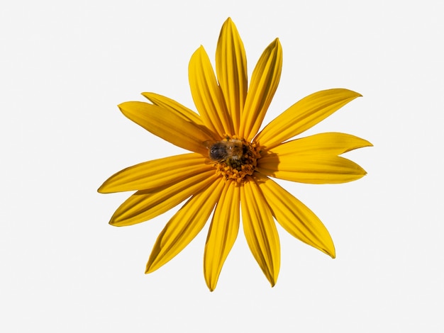 Beautiful yellow Jerusalem artichoke flower with bumblebee isolate on a white background.