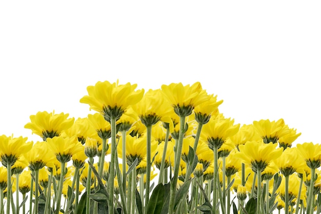 Foto bei fiori gialli del topinambur isolati su bianco