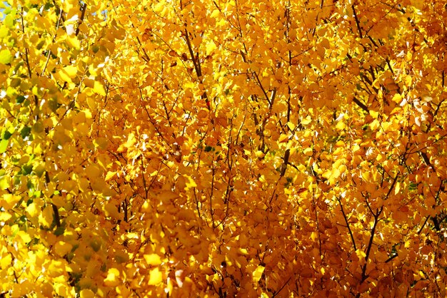 Beautiful yellow leaves in autumn background , New Zealand