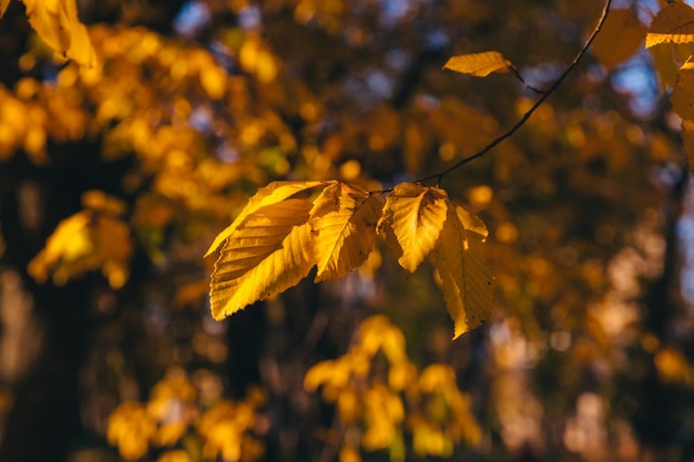 Belle foglie gialle su un ramo di albero nel parco autunnale