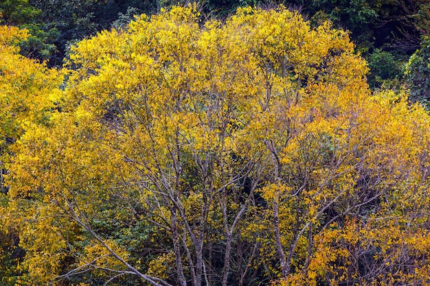 森林の木の上に美しい黄色の葉、秋の自然の背景