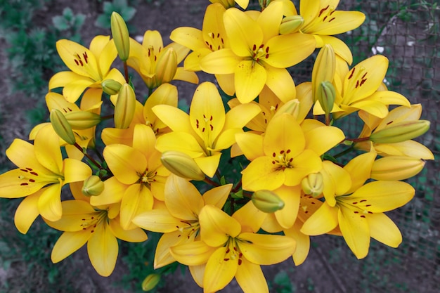 Beautiful yellow lilies in a bouquet