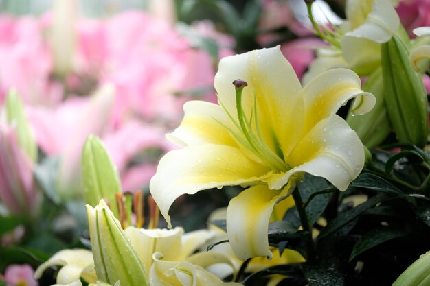 Beautiful yellow lilies in the garden.