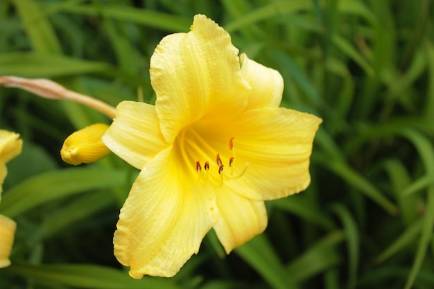 Beautiful yellow lily basking in the sun