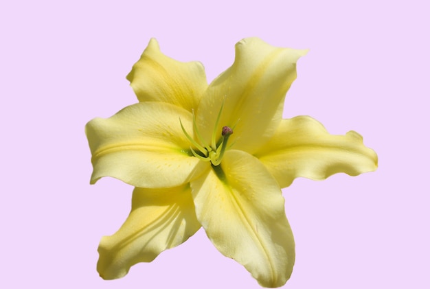 Beautiful yellow lily isolated on a lilac background